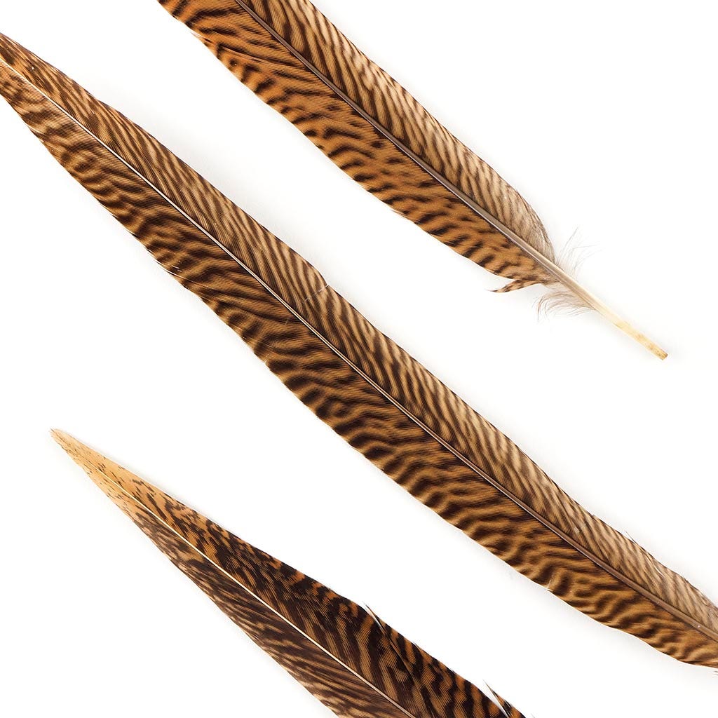 10 PC/PKG  Golden Pheasant Tails  12-14"- Natural