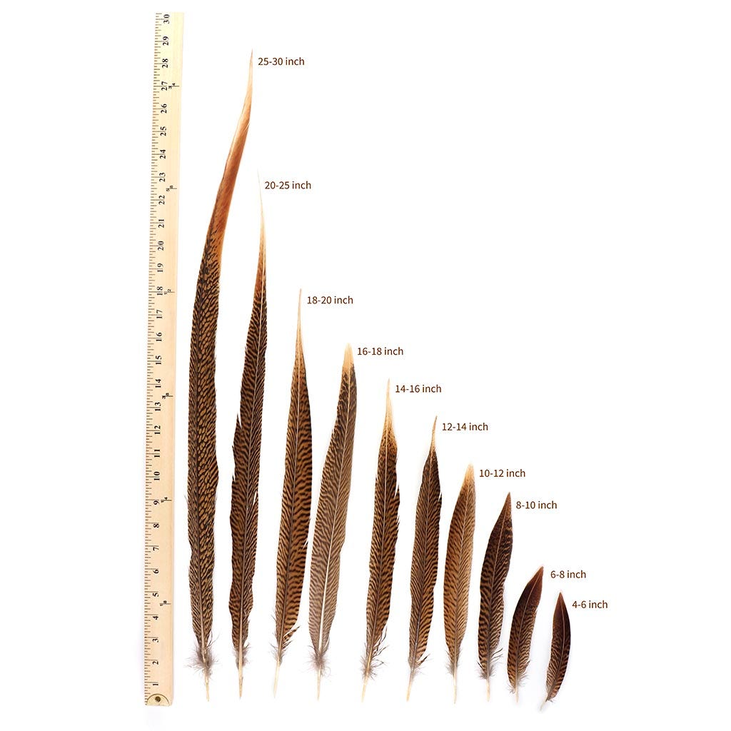 10 PC/PKG  Golden Pheasant Tails  14-16" - Natural
