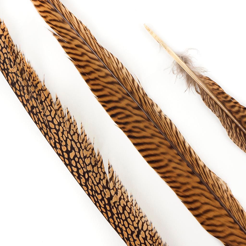 3 PC/PKG  Golden Pheasant Tails  20-25" - Natural
