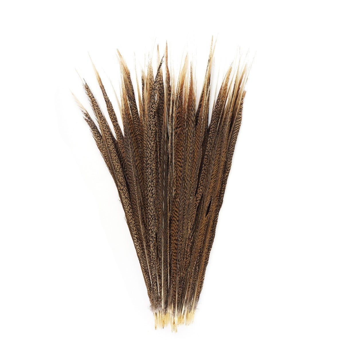 3 PC/PKG  Golden Pheasant Tails  20-25" - Natural