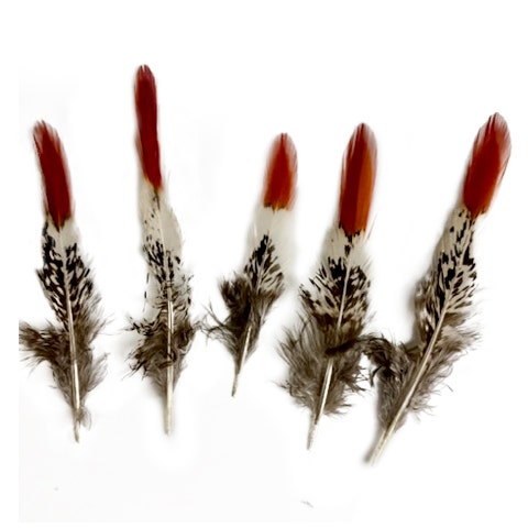 3in-7in Long Red Feathers for crafts