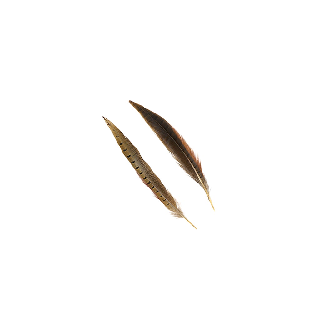 Ringneck Pheasant Tails - Natural - 8 - 10"