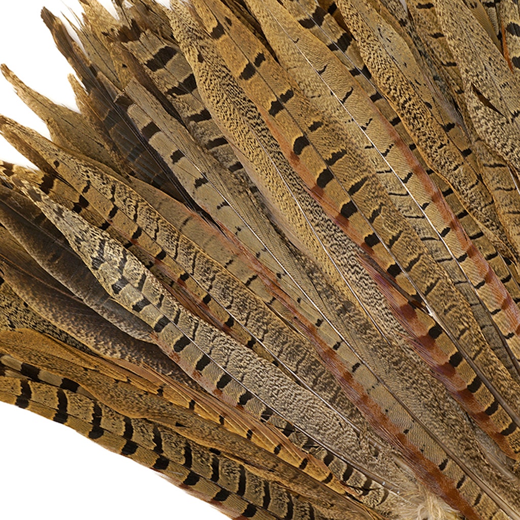 Ringneck Pheasant Tails - Natural - 10 - 12"