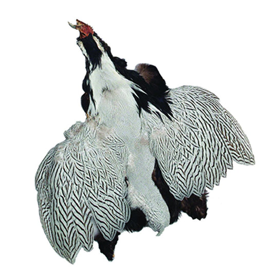 Silver Pheasant Pelts #1 - Natural