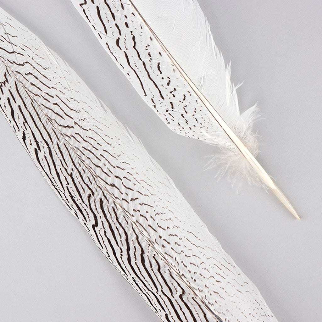 Silver Pheasant Tail Feathers - Natural - 16 - 20"