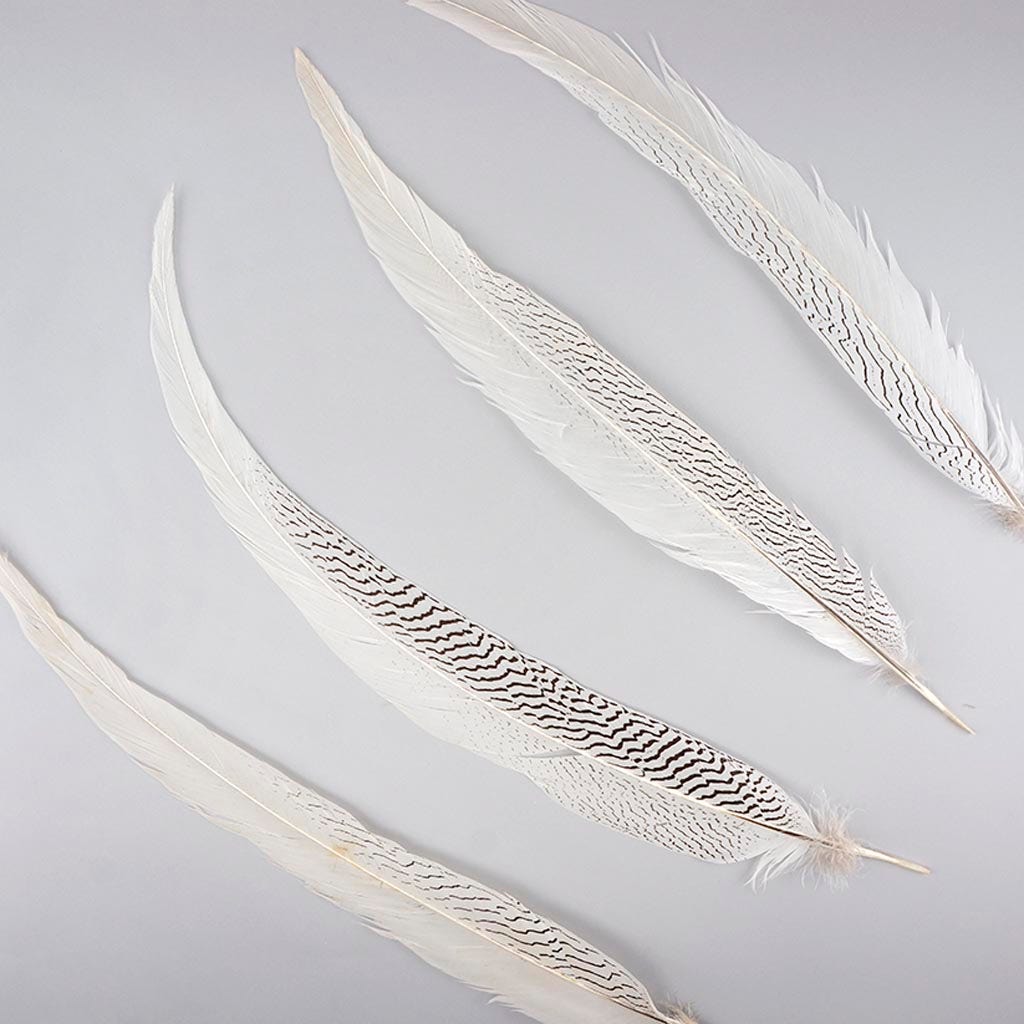 Silver Pheasant Tail Feathers - Natural - 20 - 25"