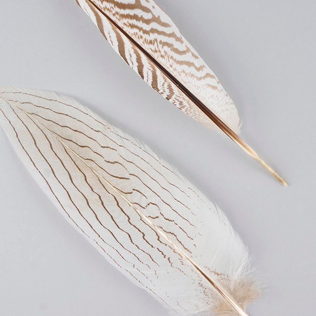 Silver Pheasant Tail Feathers - Natural - 6 - 8"