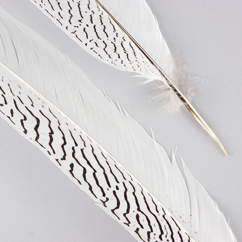 Silver Pheasant Tail Feathers - Natural