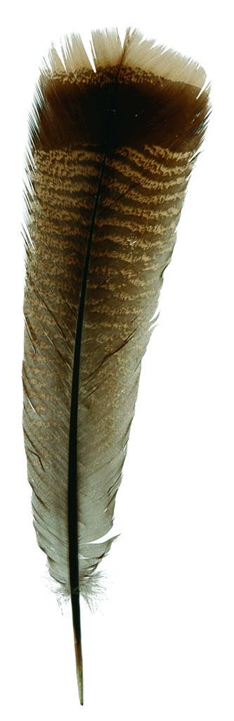 Natural Bronze Turkey Tails - Natural