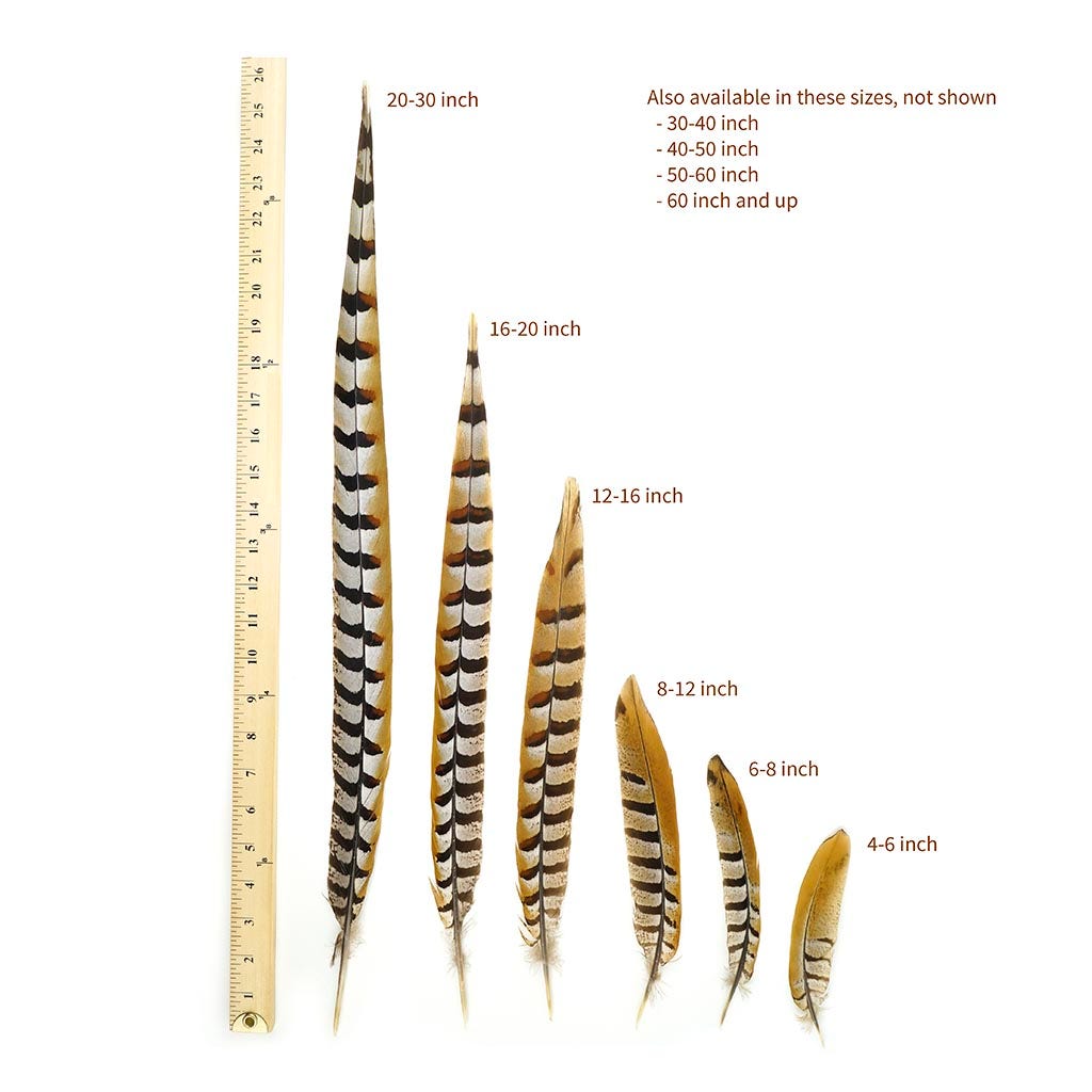 Venery Pheasant Tails - Natural - 20 - 30"
