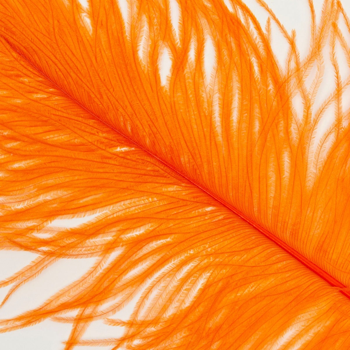 Ostrich Tails 16-18 inch  - 30 PC - Orange