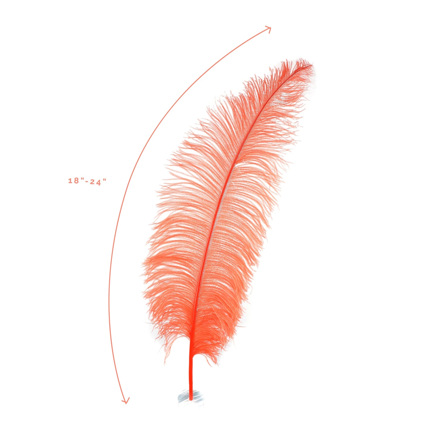 Large Ostrich Feathers - 18-24" Spads - Hot Orange