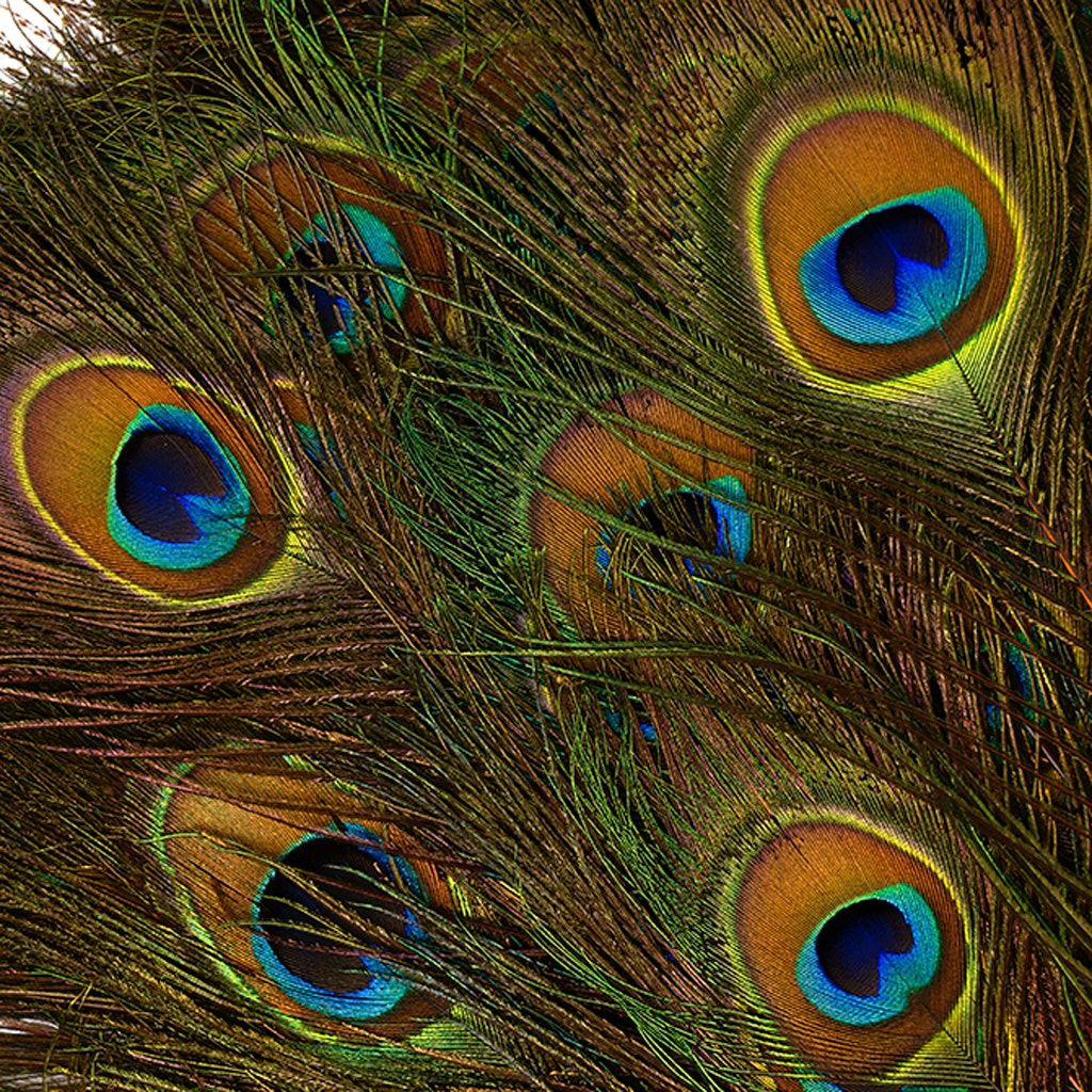 Peacock Tail Eyes Stem Dyed - 25-40 Inch - 100 PCS - Orange
