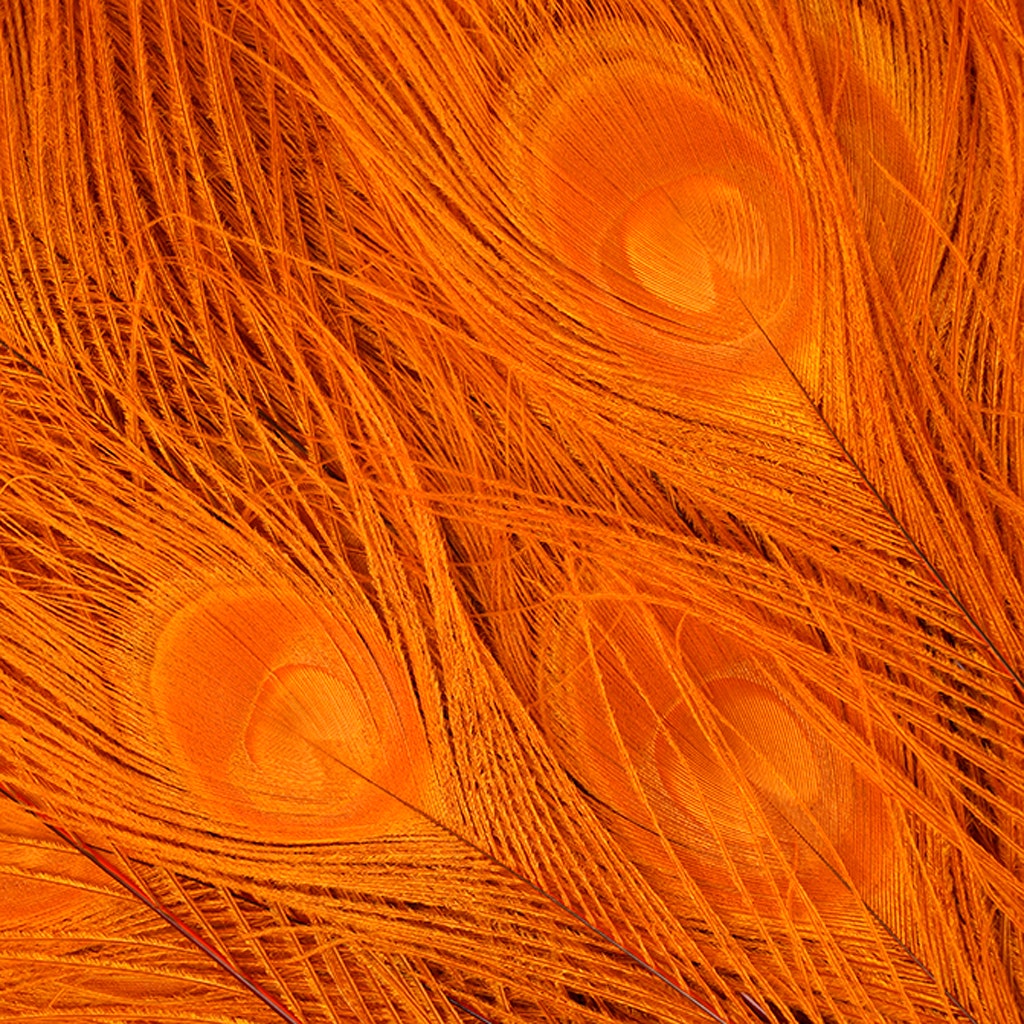 Peacock Tail Eyes Bleached Dyed - Orange