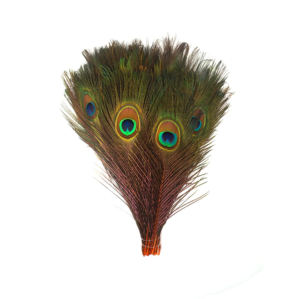 Bulk Peacock Eye Feathers (Full Eye) Stem Dyed  100 pc - 8-15" -  Orange