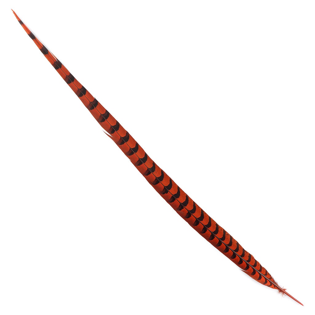 Venery Pheasant Tails - Dyed - 30 - 40" 1pc Orange