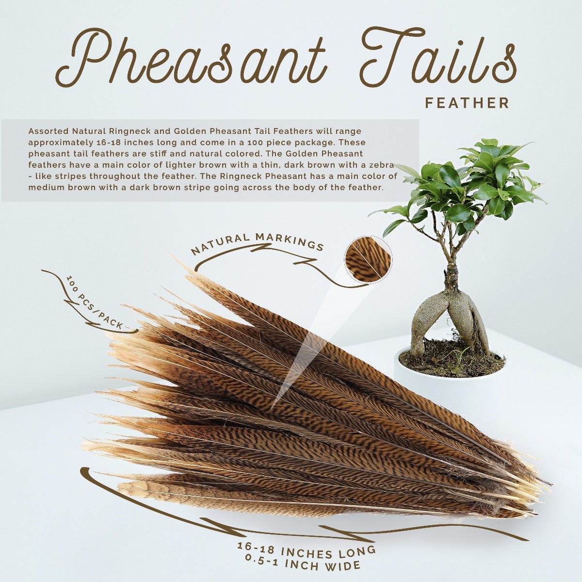 10 PC/PKG Golden Pheasant Tails  16-18" - Natural
