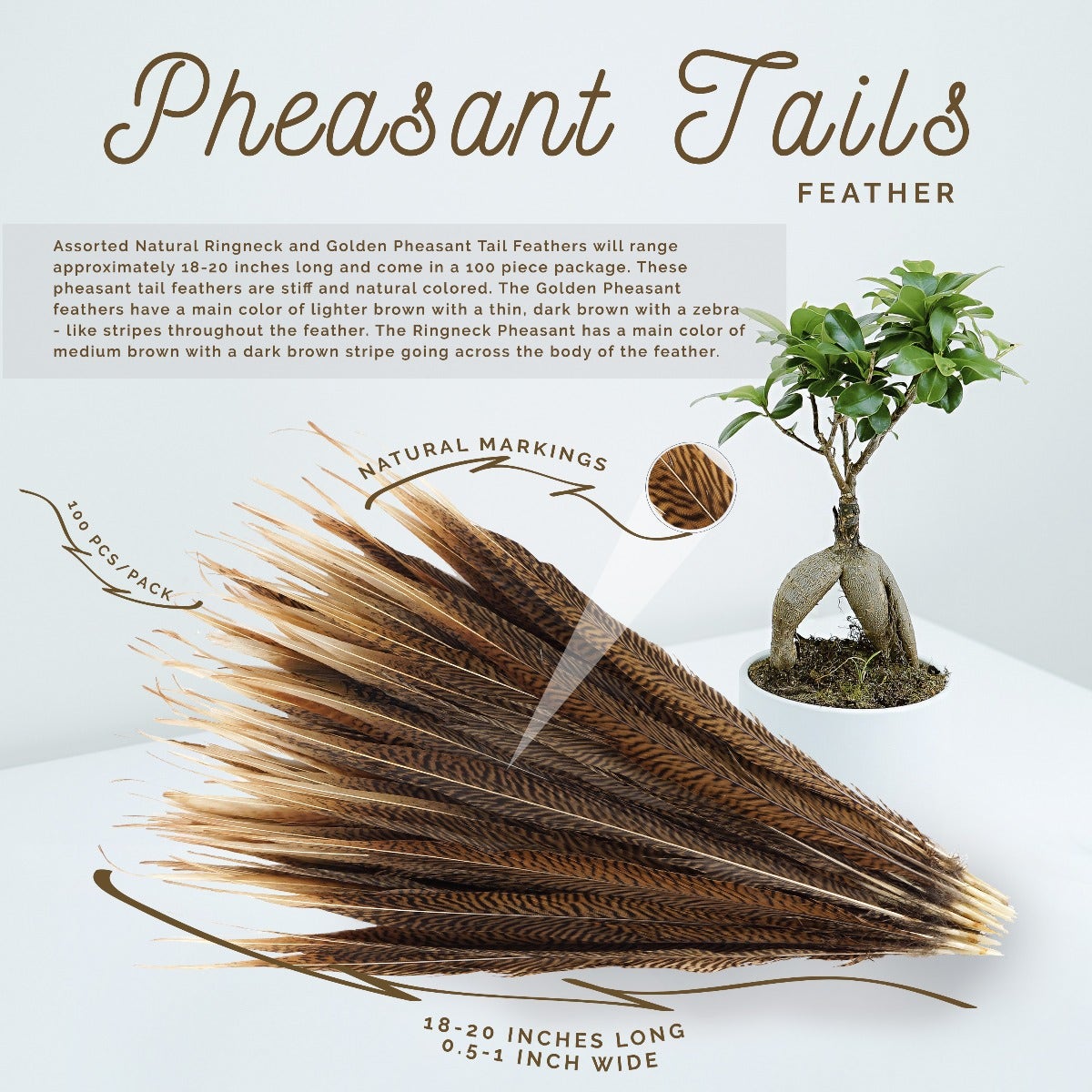 10 PC/PKG Golden Pheasant Tails  18-20" - Natural