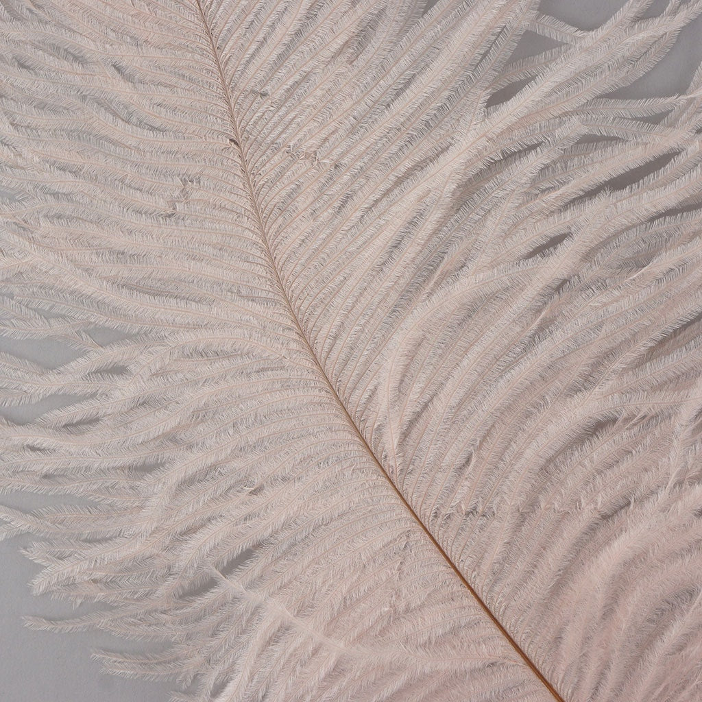 Ostrich Feathers 13-16" Drabs - Champagne