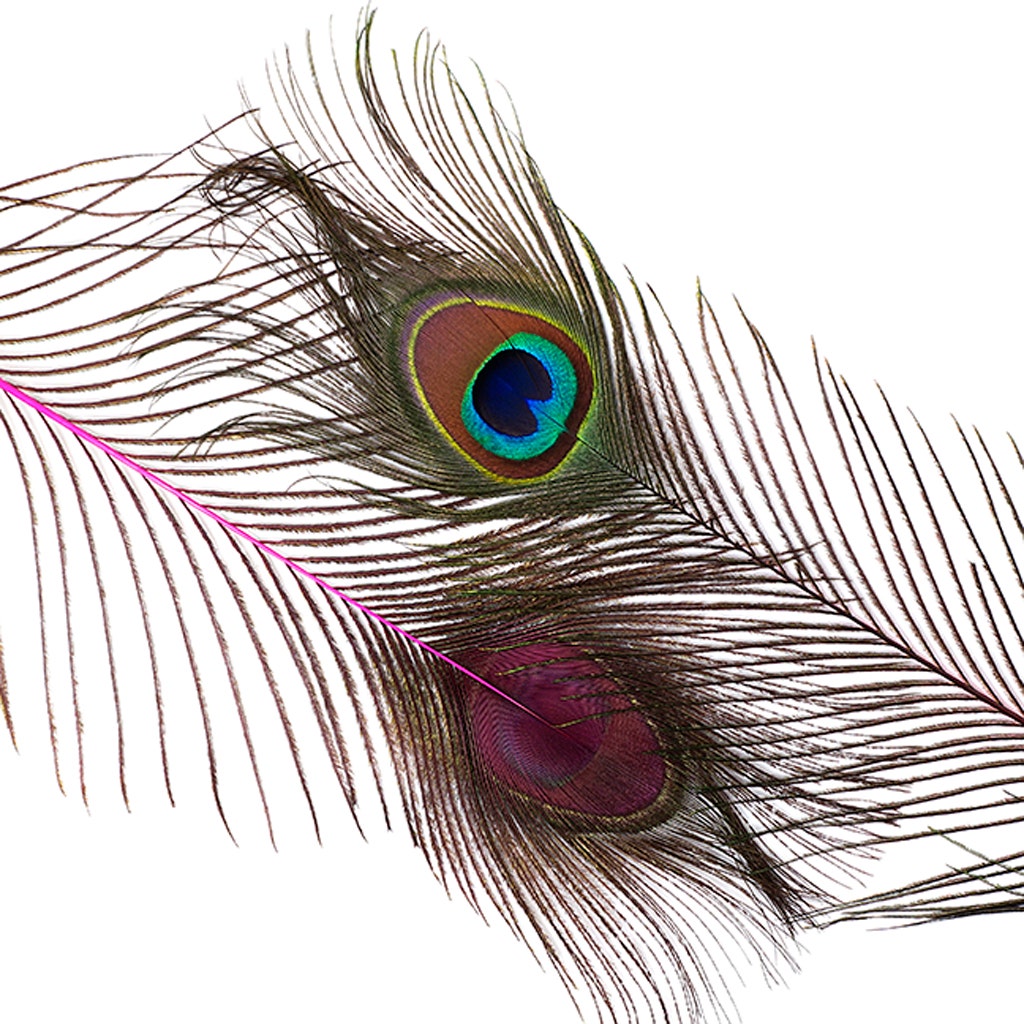 Peacock Tail Eyes Stem Dyed - 25-40 Inch - 100 PCS - Shocking Pink