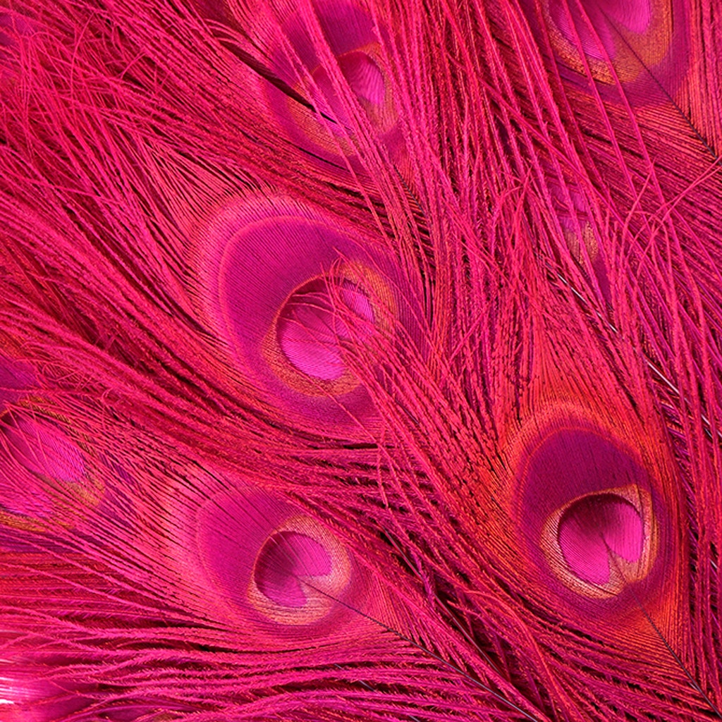 Zucker Feather Products Bleached and Dyed Peacock Eye, Shocking Pink