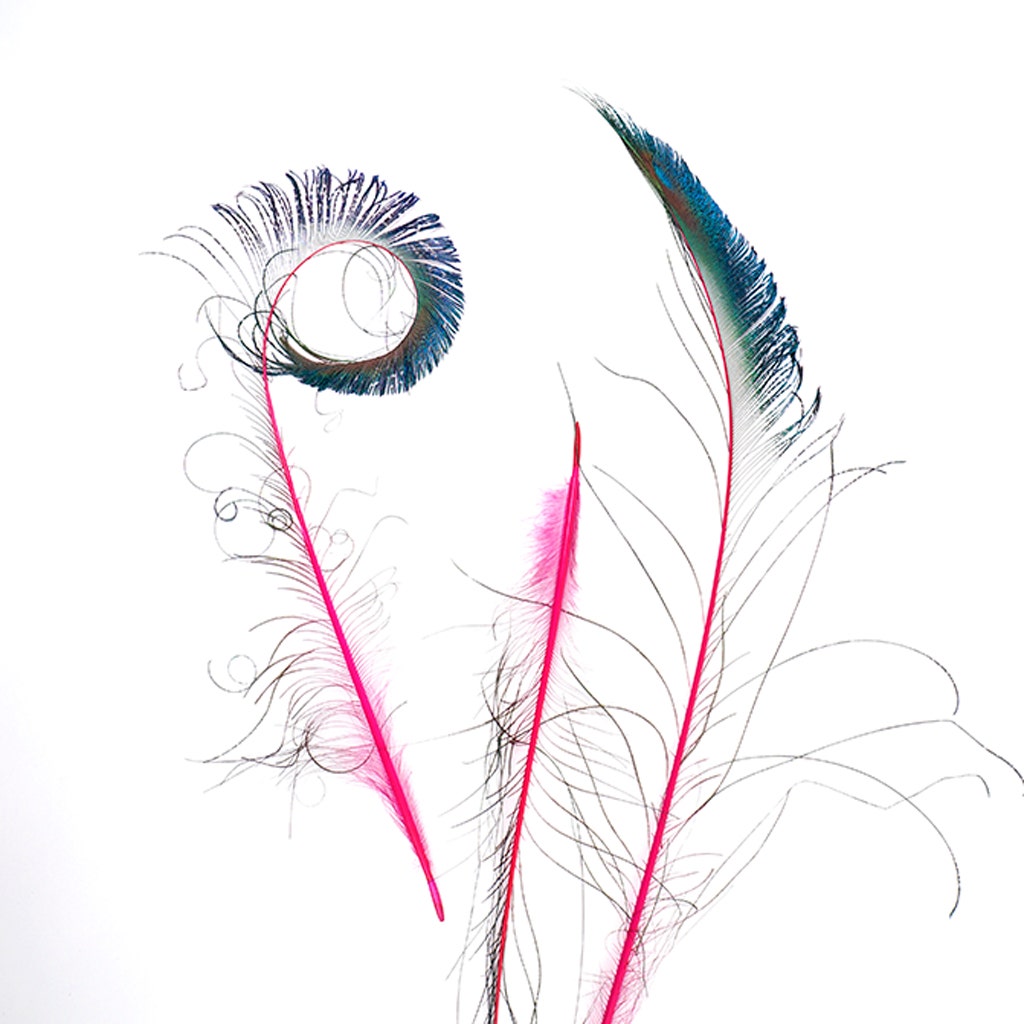 Bulk Peacock Sword Feathers Stem Dyed - 100 pc - 25-40"  - Shocking Pink