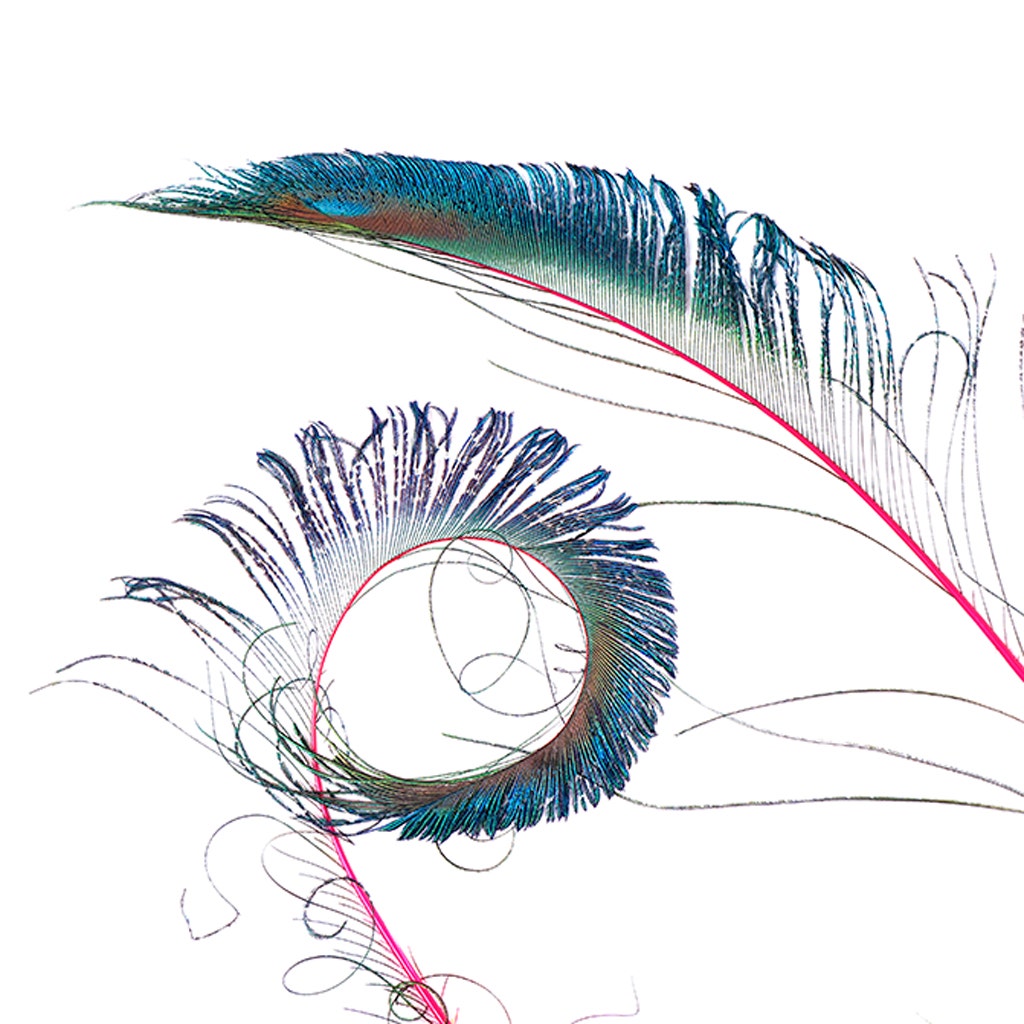 Bulk Peacock Sword Feathers Stem Dyed - 100 pc - 25-40"  - Shocking Pink