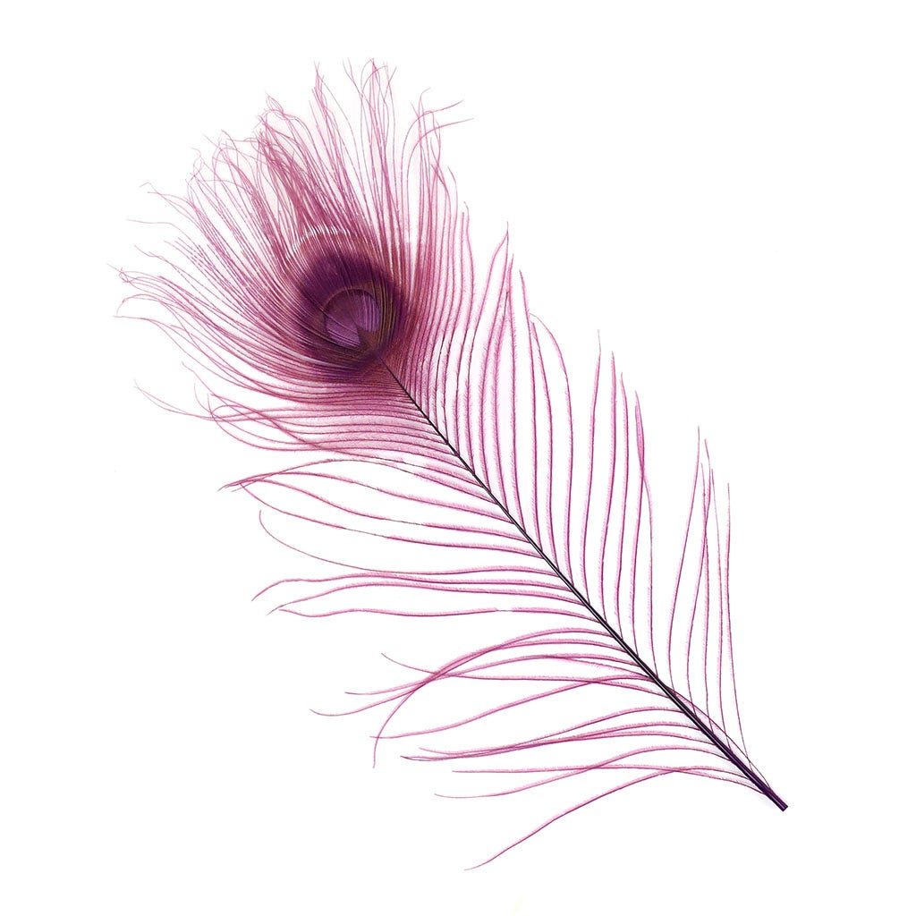 Peacock Feather Eyes Bleached & Dyed Purple