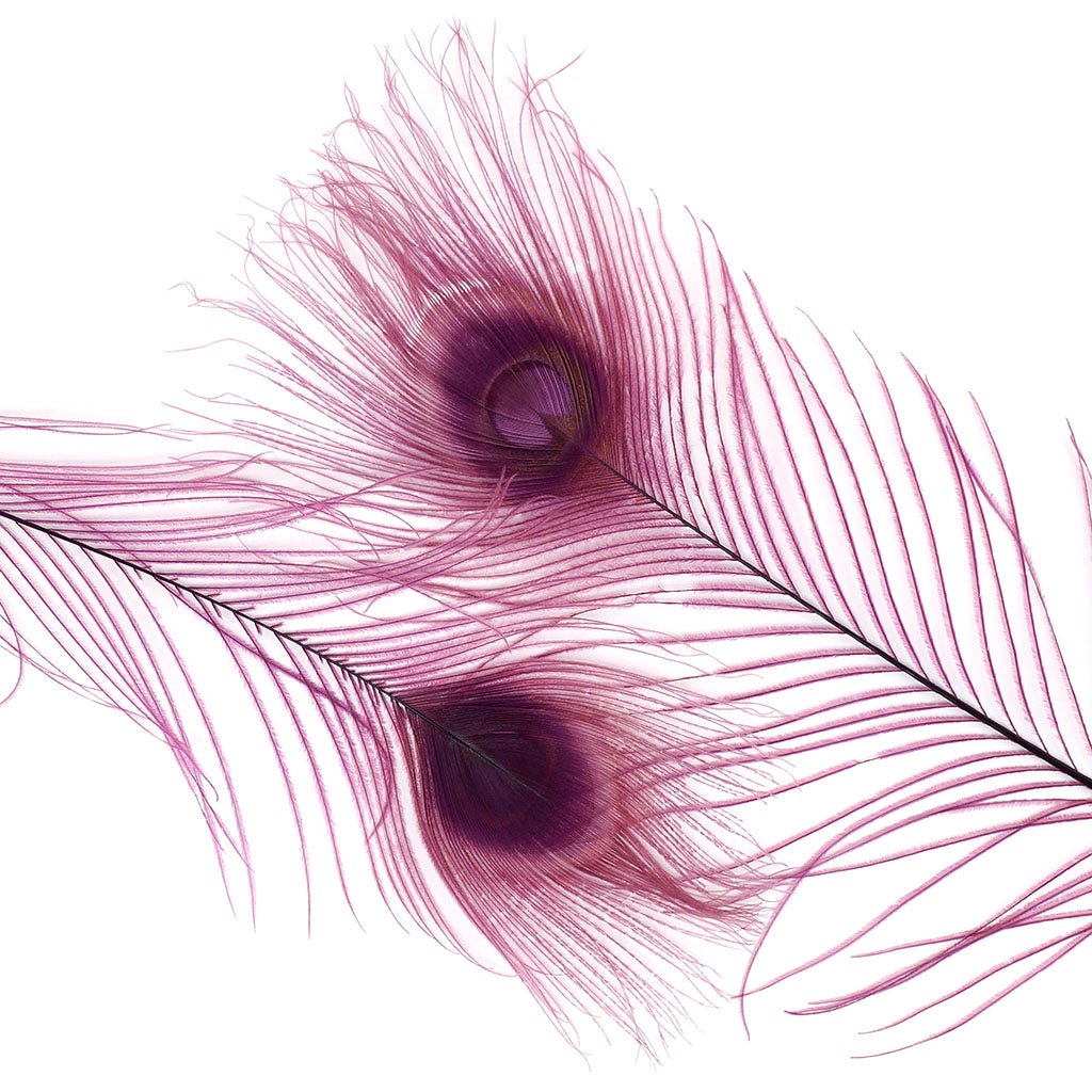 purple peacock feather drawing