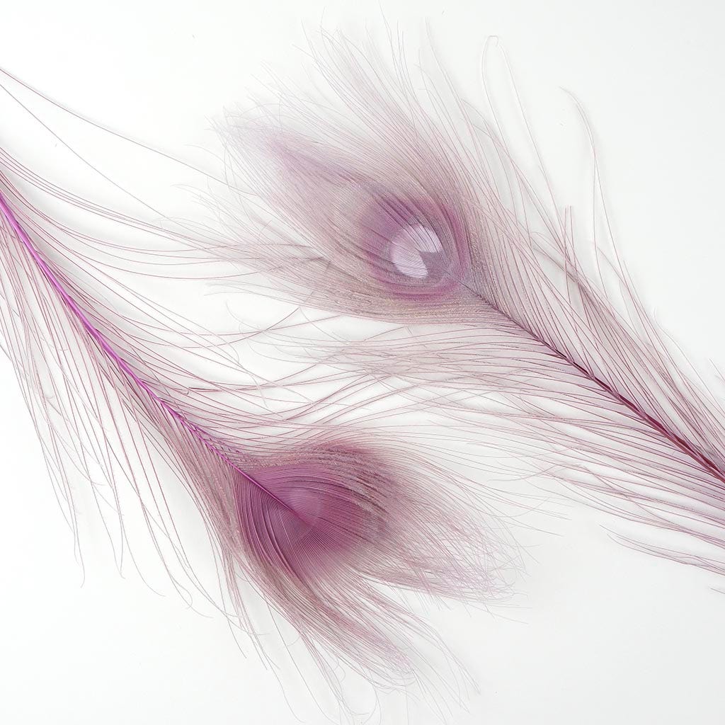 Bulk Peacock Tail Eyes Bleached and Dyed - 8-15” - 100 pc - Orchid