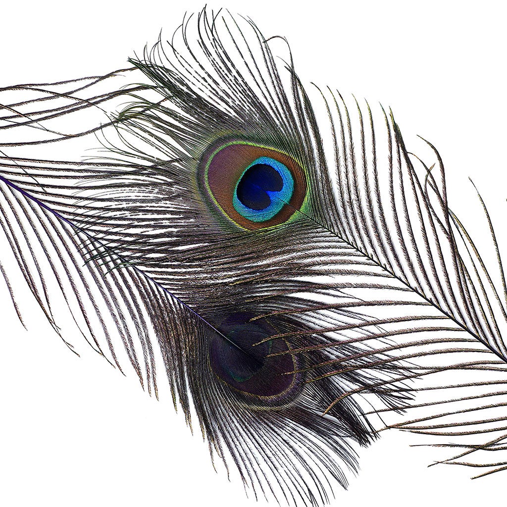 Peacock Feather Eyes Dyed Stem Regal