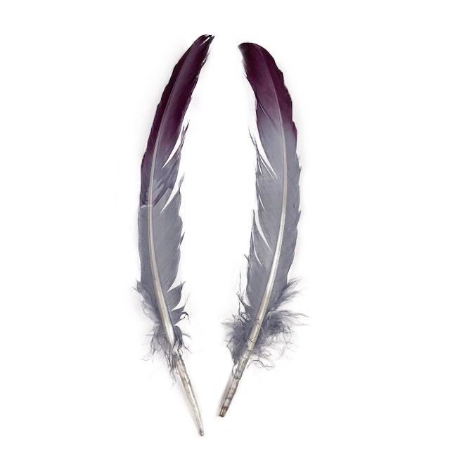 Ombré Turkey Quill Feathers 10-12” 2 pc - Purple-Silver