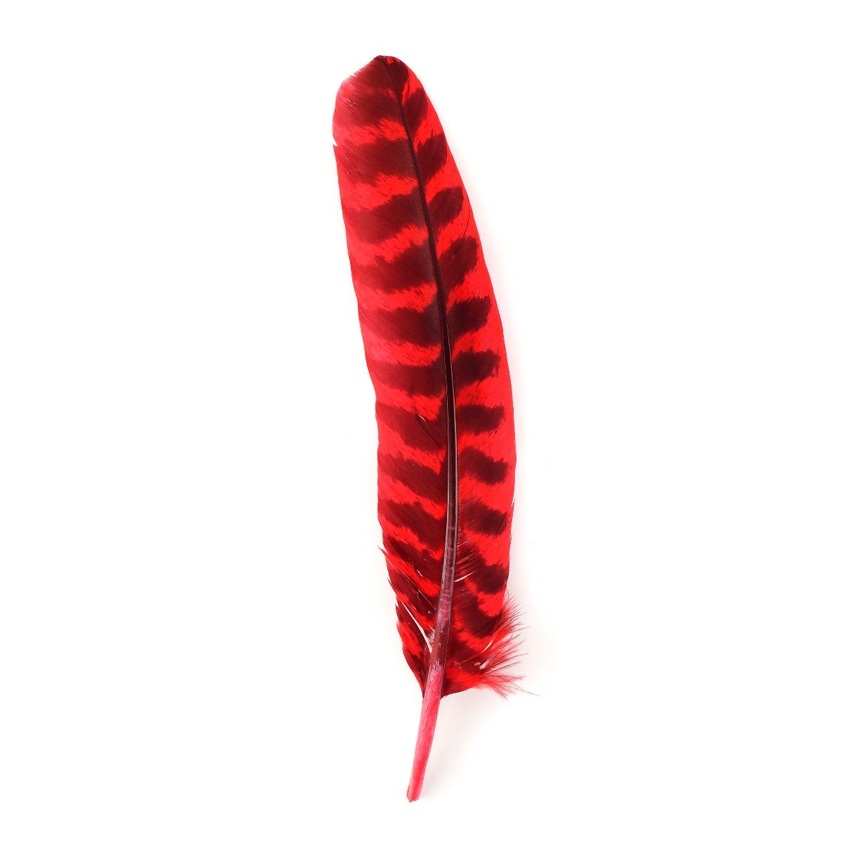 Barred Turkey Quills Wing Feathers 8-12" - Hot Red