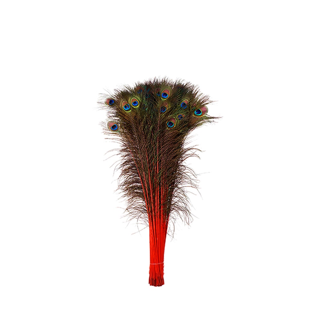 Peacock Tail Eyes Stem Dyed - 25-40 Inch - 100 PCS - Red