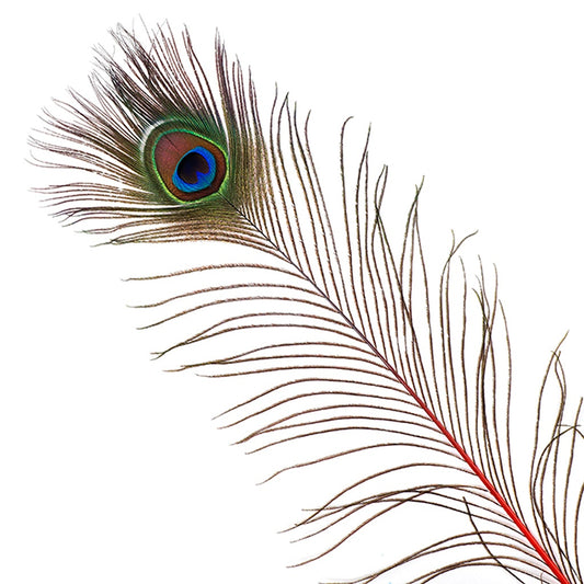 Peacock Feather Eyes Stem Dyed - 25-40 Inch - 10 PCS - Red Feathers