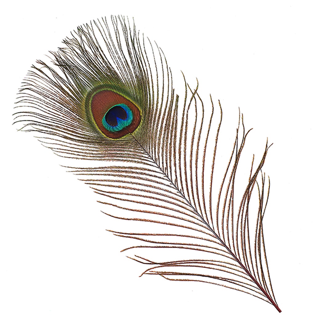 Bulk Peacock Eye Feathers (Full Eye) Stem Dyed  100 PC  8-15" -  Red