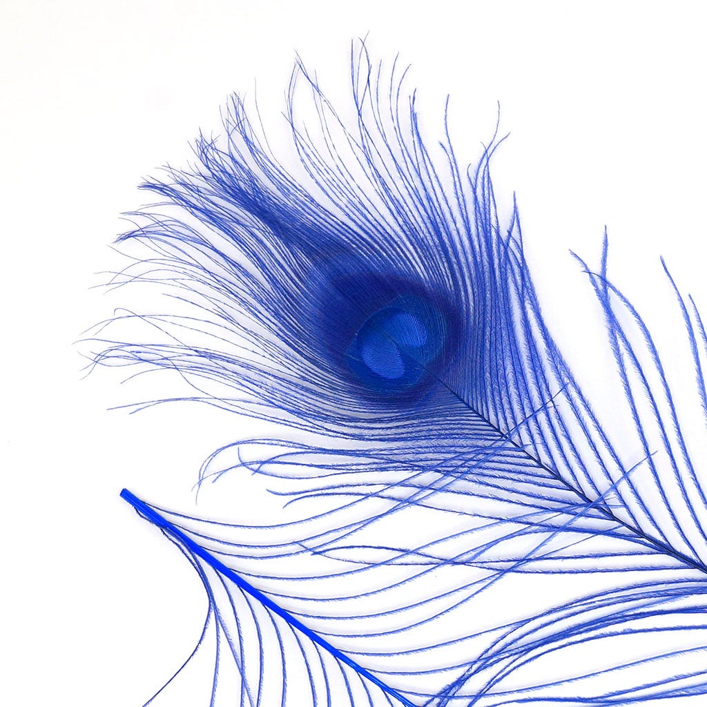 Peacock Feather Eyes Bleached & Dyed Royal