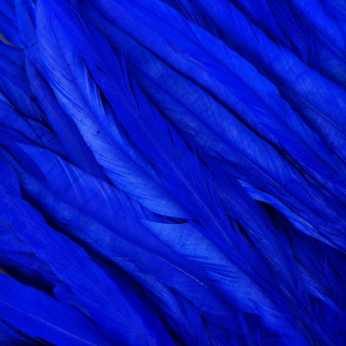 ROOSTER COQUE TAILS FEATHERS BLEACH DYED 7-10” - 1/2 Yard ( 18" ) - Royal