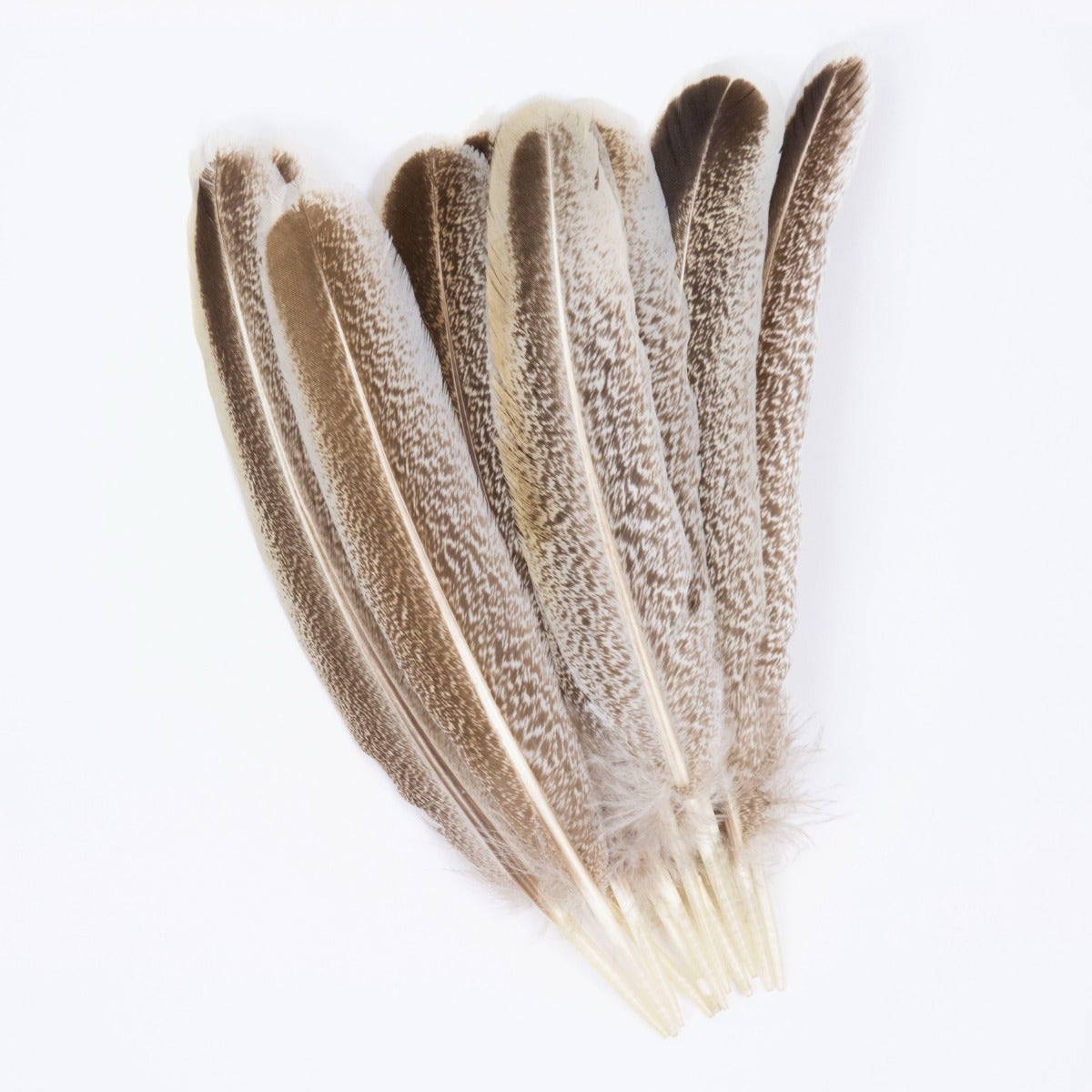 Cinnamon Turkey Quills Selected Feathers - Natural