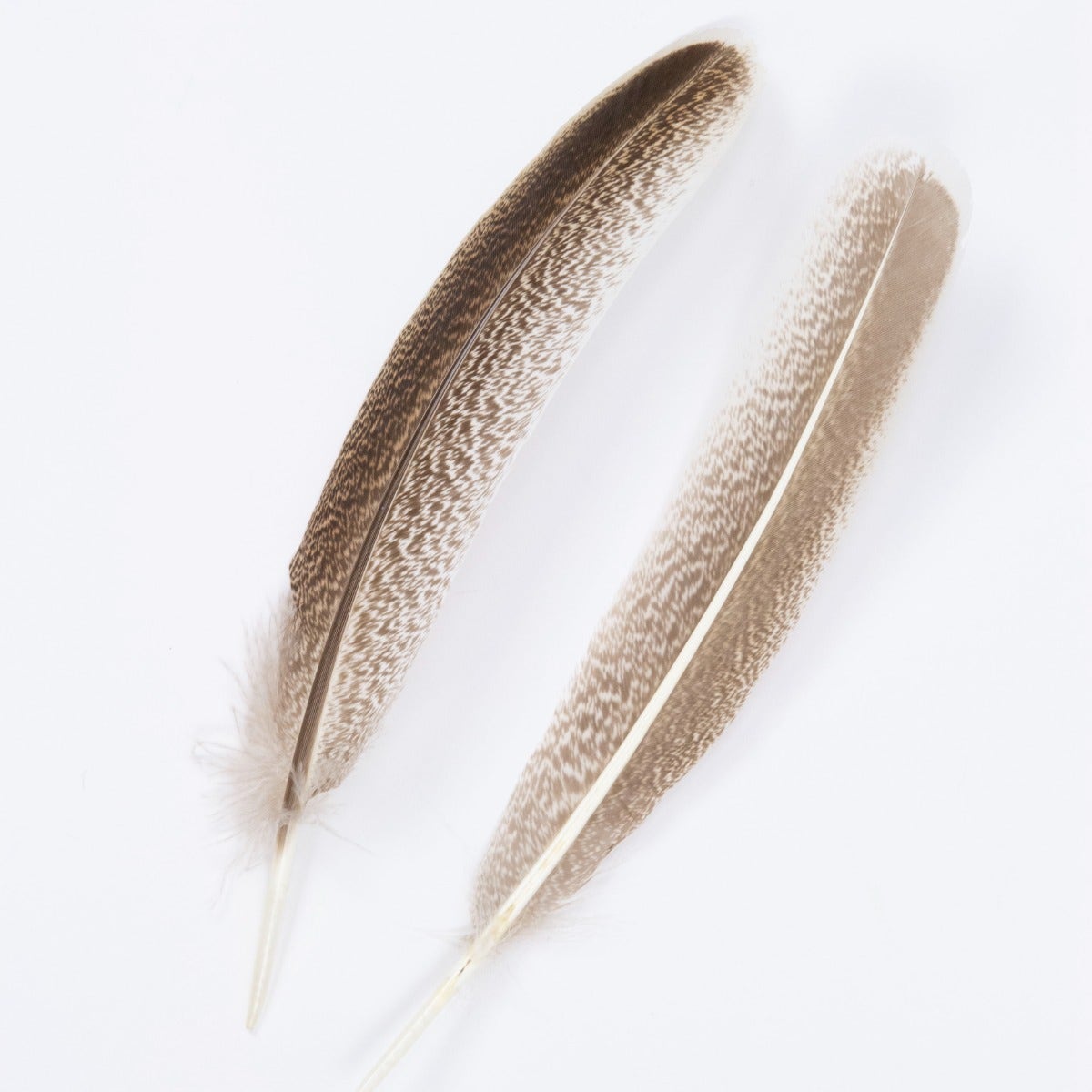 Cinnamon Turkey Quills Selected Feathers - Natural