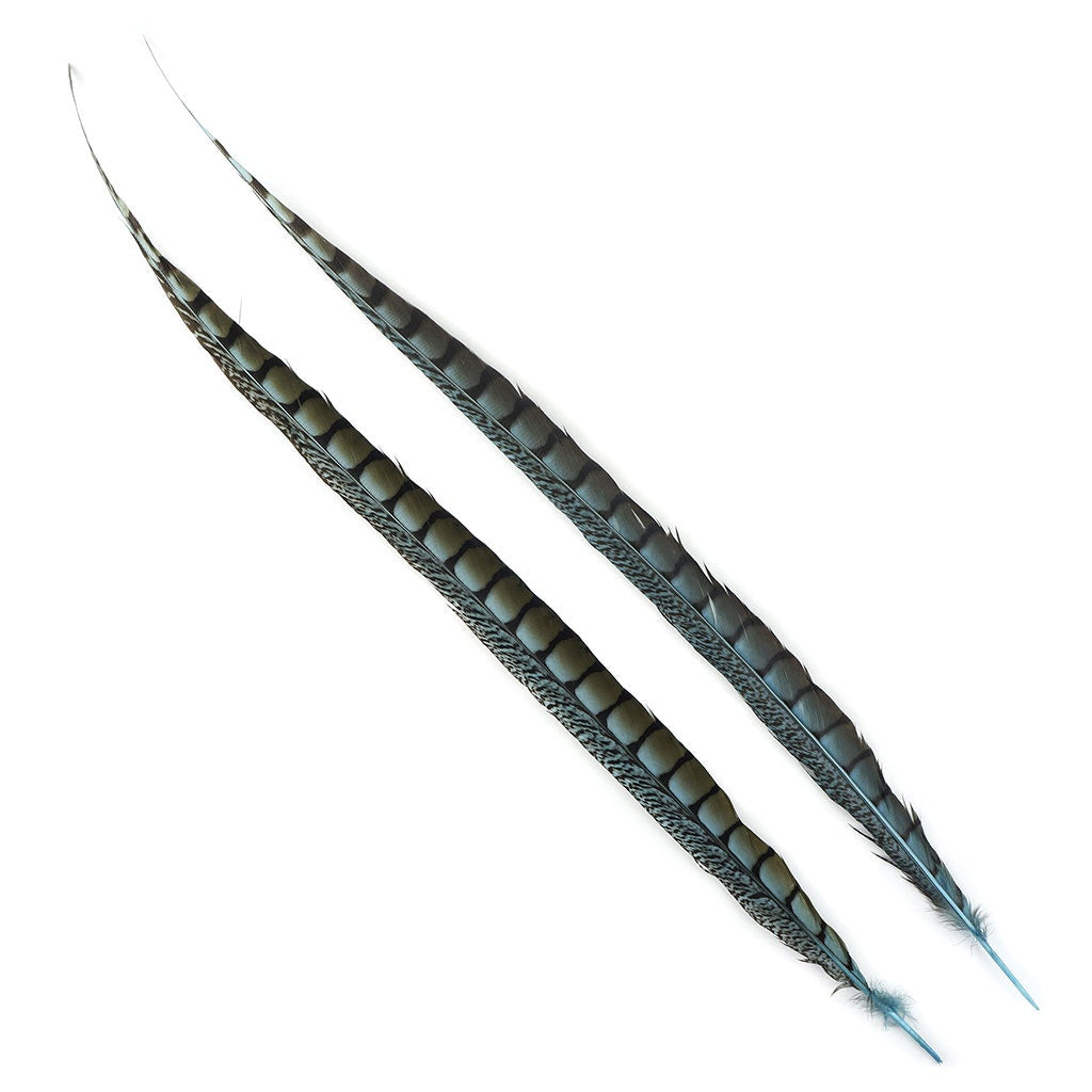 Lady Amherst Pheasant Tails Dyed 1pc Per Package Lt Turquoise