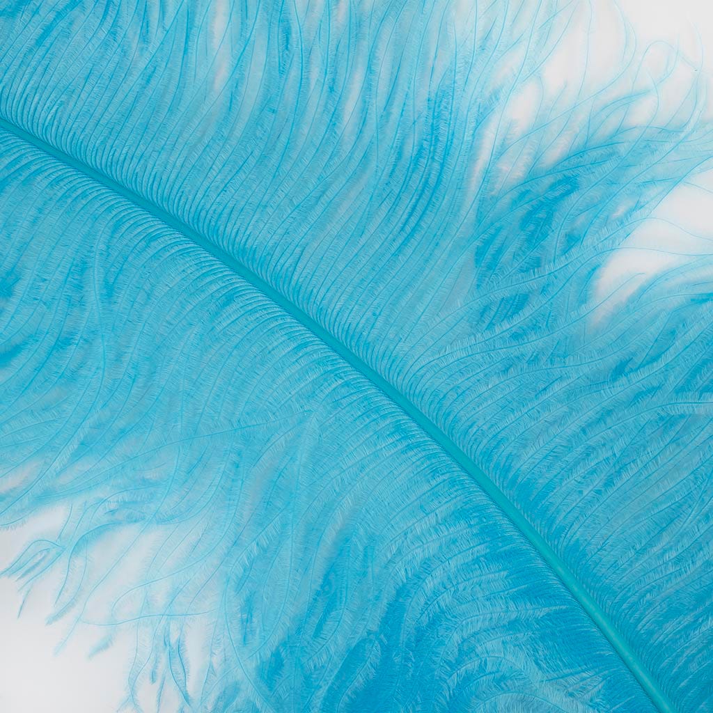 Large Ostrich Feathers - 20-25" Prime Femina Plumes - Light Turquoise