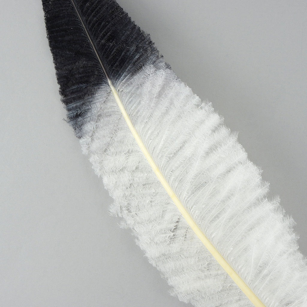 Ostrich Nandu Tipped Feathers Selected - White - Black