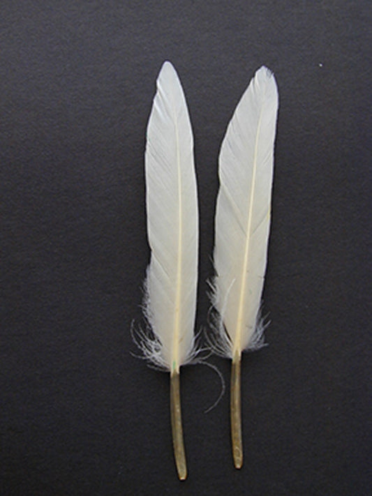 Loose Duck Cosse Dyed Feathers 3-4"  - White