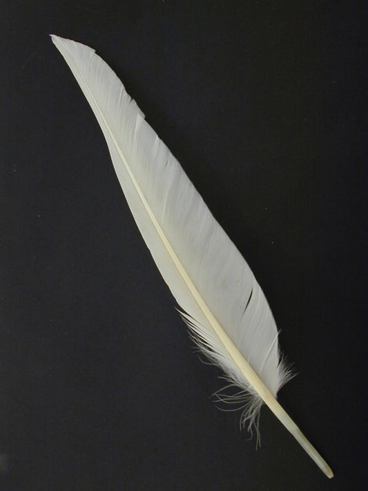 Duck Pointer Feathers - White