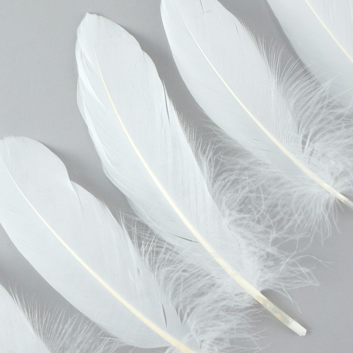 Goose Pallet Feathers 6-8" - 12 pc - White