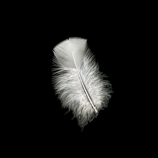 Loose Turkey Plumage Feathers - White