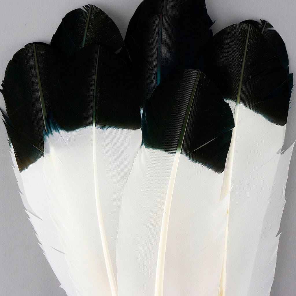 Imitation Eagle Turkey Quills - Black